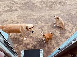 Fell‘Amore | Dog Spa by Alba