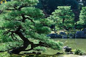 Japanischer Teichgarten Mit Kiefer In 2020 Teich Garten Japanischer Garten