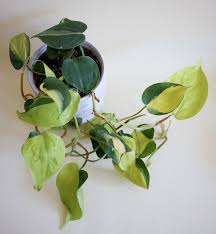 Philodendron Scandens Brasil Plant Circle Philodendron Plant Philodendron Scandens Philodendron