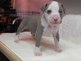 American pit bull terrier san diego, 2 xl pitbull puppies available. Brindle Pitbull Puppies For Sale Pet S Gallery
