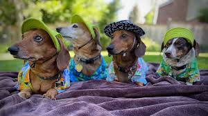 5 miles 10 miles 25 miles 50 miles 100 miles 200 miles 500 miles. Mile High Dachshunds Rescue Inc Home Facebook