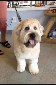 The Groomery Cute Teddy Bear Cut On A Wheaton Terrier Facebook