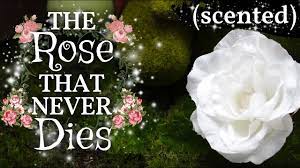 Everyone on that island died. How To Make An Everlasting Rose Flowers That Never Die Or Loses Their Smell Youtube