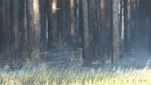 Rayado or reyado was the first permanent settlement in colfax county, new mexico, united states and an rayado is situated 10 km south of colfax fire department district 1 philmont substation. Colfax Fire Nearly Contained Evacuations And Road Closures Lifted Wpbn
