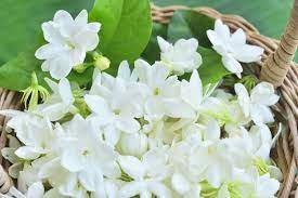Entah itu sebagai tanaman hias, untuk pernikahan, mengharumkan ruangan, atau untuk bahan baku kosmetik. Percantik Rumah Dengan Tanaman Bunga Melati Halaman All Kompas Com