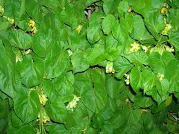 Image result for Telosma africana