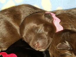 We did not find results for: Havanese Puppies Nc Cost The Y Guide