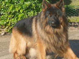 The main difference is in terms of grooming care. Long Haired Gsd For Sale Online Shopping