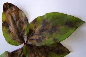 Clematis wilt a few years ago was known as ascochyta clematidina, but now it is classified under phoma clematidina. What Are Common Diseases On Clematis Quora