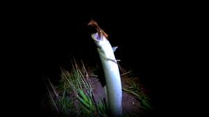 Nach dem winter sind die aale ausgehungert. Aal Angeln 2019 Beisst Der Aal Schon Youtube