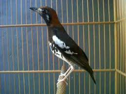 Suara burung decu kembang gacor merdu untuk masteran dan pancingan burung decu kembanh atau sikatan kembang. Jenis Burung Yang Paling Mudah Di Ternak Budidayakan Tips Dan Bisnis Seputar Burung
