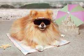 How Long Does A Pomeranian Live Life Span
