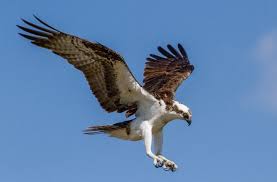 Birds of prey full movie sub indo. 123movies Hd Download Birds Of Prey 2020 Full Film Free Online Mediafire Mp4 Quality Boltonbolton8 S Diary