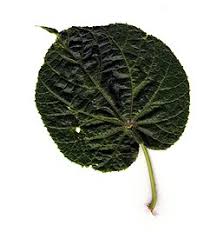 Image result for Dombeya shupangae