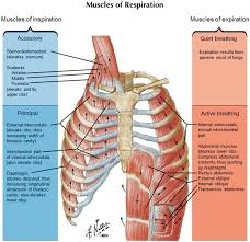 It is above the tubercle of rib. Anatomy Of The Thoracic Wall Pulmonary Cavities And Mediastinum Springerlink