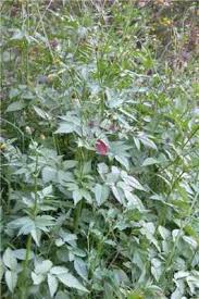 Image result for Bidens pilosa