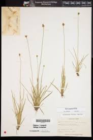 Image result for Xyris affinis