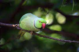 It is an asiatic parrot originally from ceylon. Ring Necked Parakeet New Scientist