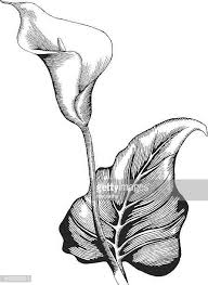Calla Lilly Lilies Drawing Calla Lillies Flower Drawing