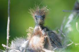 Signs of a bird mite infestation. Newborn Baby Bird Hair Newborn Baby