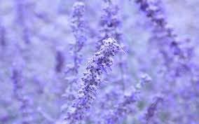 Home > periwinkle wallpapers > page 1. Lavender Purple Aesthetic Wallpaper Desktop Novocom Top