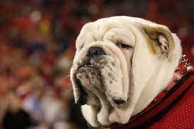 Meet ginger, cute, adorable, sweet, part english cutie. 22 Things You Need To Know About Athens Clarke County Before You Move There Movoto Georgia Bulldogs Football Georgia Dawgs Bulldogs Football