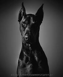 dobermanpinscher doberman pinscher white doberman pinscher doberman