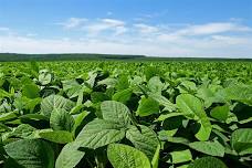 Maryland Crop Scouting School
