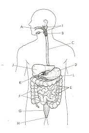 Unit 1 Lab Anatomy Physiology 2304 With Alsup At Austin Community College Studyblue Digestive System Diagram Body Diagram Digestive System Worksheet
