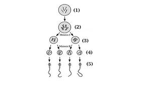 Respirasi sel dan metabolisme b. Soal Dan Jawaban Pilihan Ganda Kunci Jawaban Nomor 1 Sampai 40 Uas Pas Biologi Sma Kelas 12 Halaman All Tribun Manado