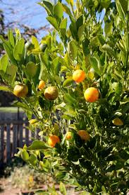 No rating 1 2 3 4 5 stars. Calamondins And Kumquats Organic Gardener Magazine Australia