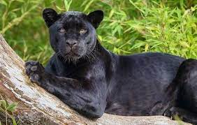 해연갤 와 ㅅㅂ이 사진 ㄹㅇ 앞발두툼한 흑표범같내 panther black panther cat family