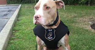 Maybe you would like to learn more about one of these? Meet The First Official Pit Bull Police Dog In The State Of New York Cbs News