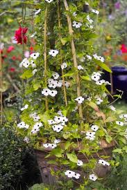 Image result for Thunbergia alata