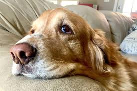 It was his favorite thing to do. the national canine cancer foundation has information on canine cancer and how you can donate to help find a cure. So Your Dog Has Canine Cancer Here S What To Do Next