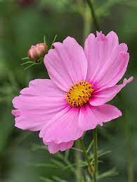 Google Cosmos Flowers Flower Pictures Pansies Flowers