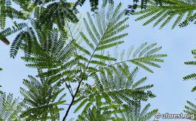 Image result for Albizia falcataria