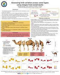 Learn how you can avoid camel toe. Pdf Assessing Limb Variation Across Camel Types Using Images From Social Media