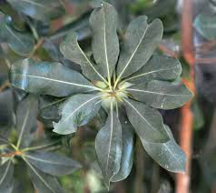 Image result for Pittosporum abyssinicum