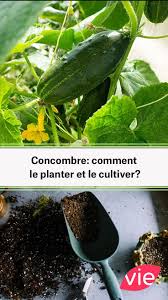 Le Concombre Comment Le Planter L Entretenir Et Le Recolter Potager Garden Permaculture Vegetable Garden