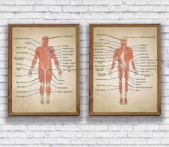 Amazon Com Vintage Human Anatomy Muscles System Body Map