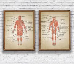 amazon com vintage human anatomy muscles system body map