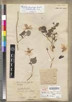 Image result for Abutilon longicuspe