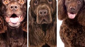 For decades, the united states and the soviet union engaged in a fierce competition for superiority in space. Dog Breed Quiz Can You Tell These Dog Breeds Apart