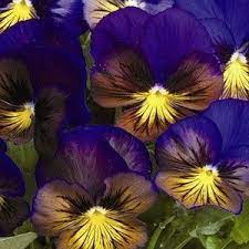 Karma Blue Butterfly Pansies Flowers Flower Seeds Annual Flowers