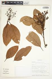 Image result for Ocotea kenyensis