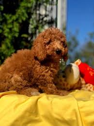 sevimli oyuncu minik poodle yavru kopek pelus