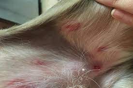 Could You Recognize This Common Bug Bite On Your Pet Animal Humane Society