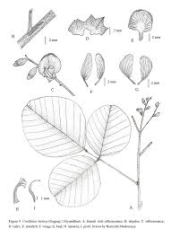 Image result for Ophrestia