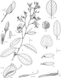 Image result for Baphia speciosa